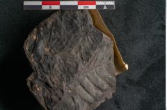 Foto (Detailansicht) von Asplenium hochstetteri Unger (NHMW-GEO-2024-0188-10306)